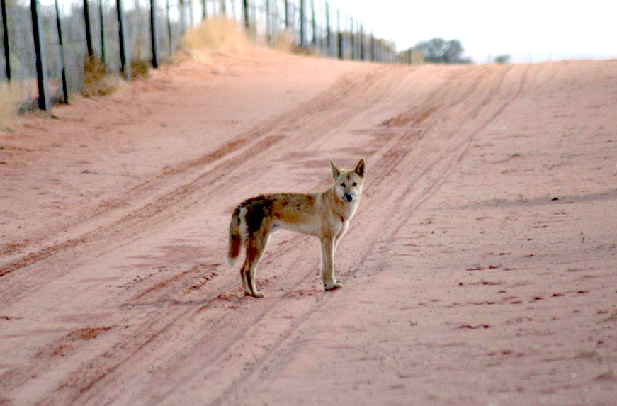 Dingo Fence
