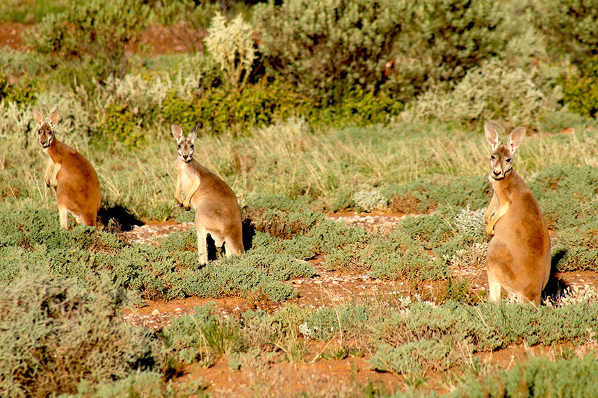 National Parks and Wildlife Attraction